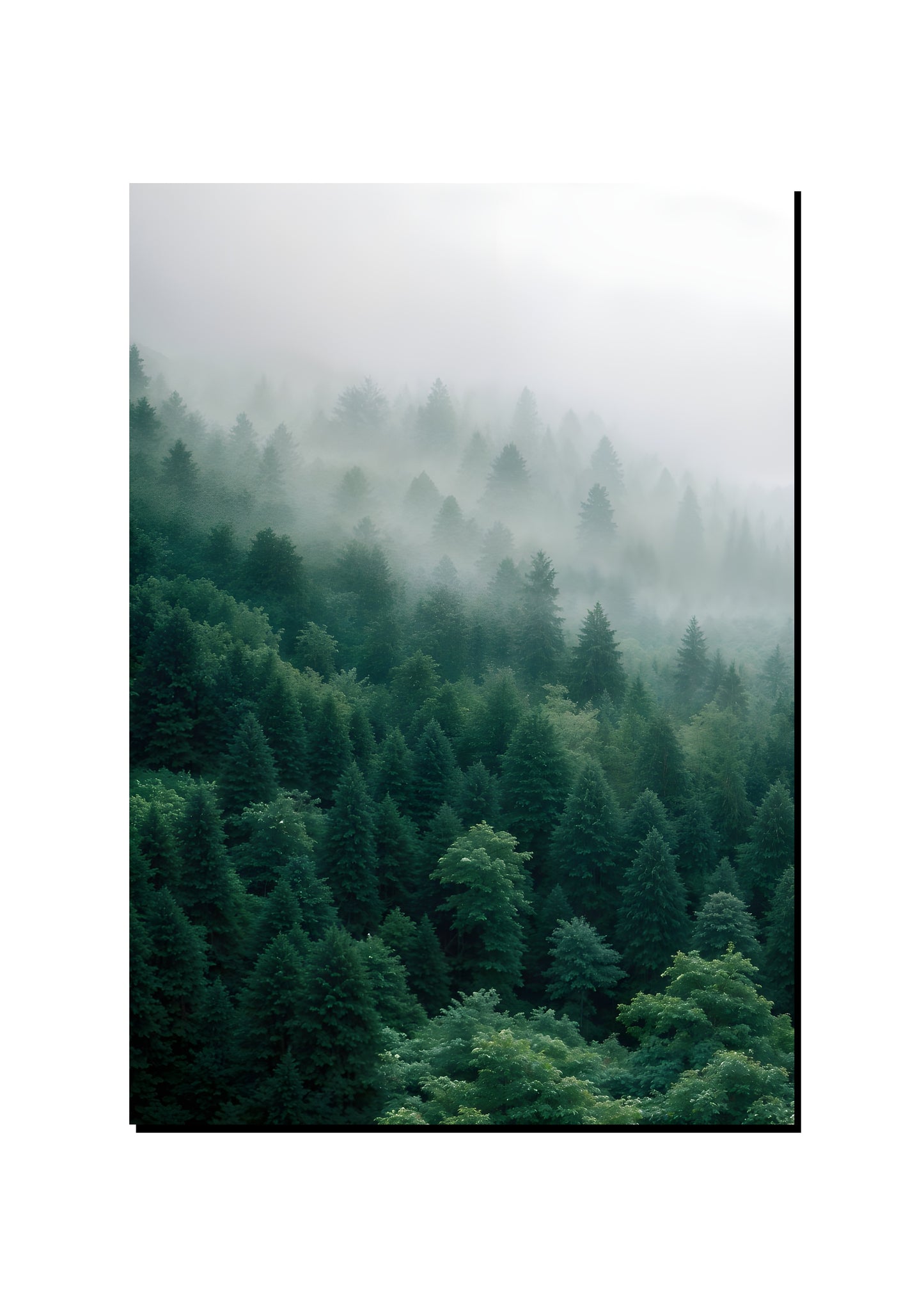 Looking Into the Green Forest art print