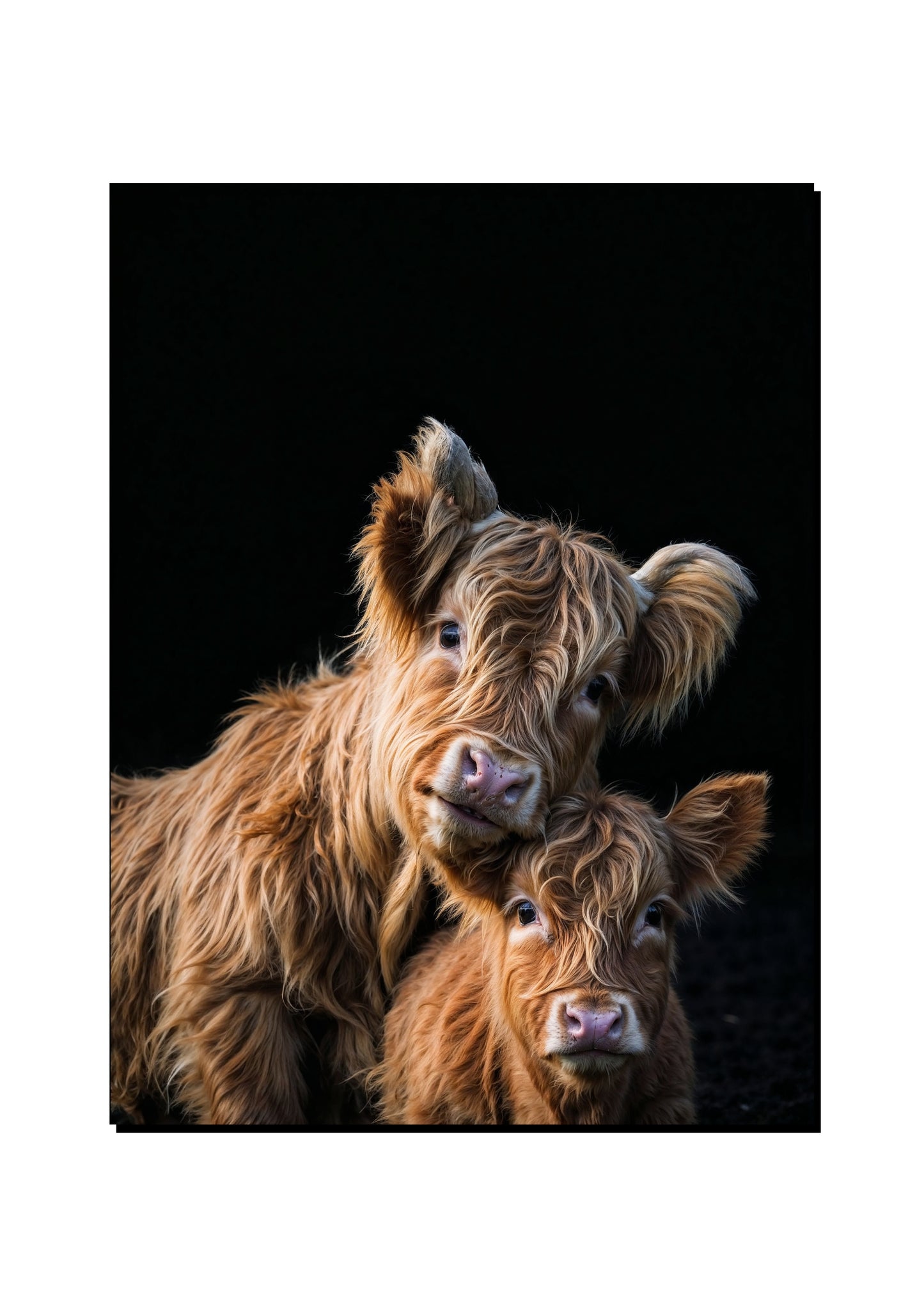 Highland Cow Wall Art art print
